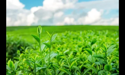 Unlocking the Secrets of Inorganic Fertilizers: The Backbone of Modern Agriculture