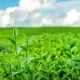 Unlocking the Secrets of Inorganic Fertilizers: The Backbone of Modern Agriculture