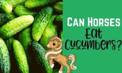 Can Horses Eat Cucumber? Exploring the Equine Diet