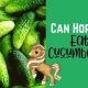 Can Horses Eat Cucumber? Exploring the Equine Diet