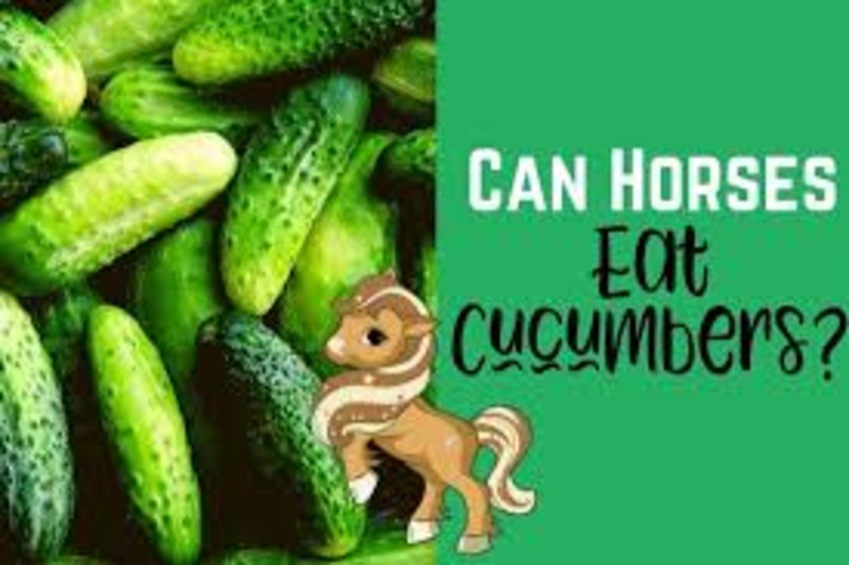 Can Horses Eat Cucumber? Exploring the Equine Diet